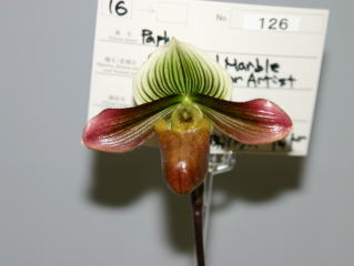 即決　洋蘭　パフィオ TA4264 Paph. (Millennium x Independence)