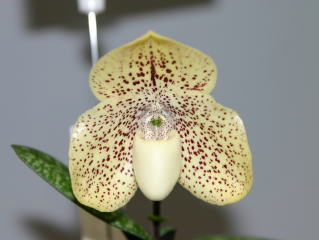 即決　洋蘭　パフィオ TA4264 Paph. (Millennium x Independence)