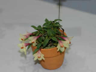 洋蘭原種 (216) レア　Dendrobium klabatense デンドロビューム クラバテンセ Monthly_report