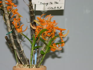ほっかいどう 世界の蘭展2004 デンドロビューム Hokkaido World