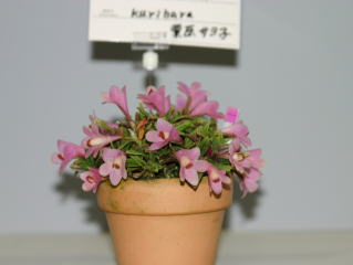 ほっかいどう 世界の蘭展2004 デンドロビューム Hokkaido World