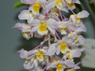 洋蘭原種 (216) レア　Dendrobium klabatense デンドロビューム クラバテンセ Monthly_report