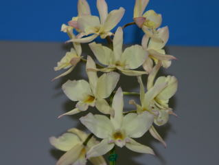 ほっかいどう 世界の蘭展2004 カトレヤ交配種 Hokkaido World