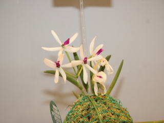 イーハトーブいわて世界の蘭展2007 カトレヤ原種 Ihatov Iwate