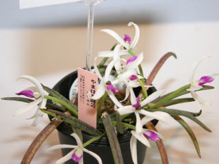 イーハトーブいわて世界の蘭展2007 カトレヤ原種 Ihatov Iwate