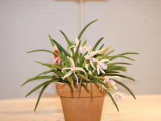 イーハトーブいわて世界の蘭展2007 カトレヤ原種 Ihatov Iwate