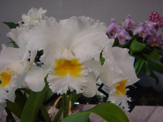 世界らん展日本大賞2002 カトレア 交配種 Japan Grand Prix