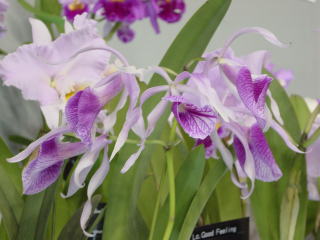 世界らん展日本大賞2002 カトレア 交配種 Japan Grand Prix