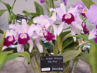 世界らん展日本大賞2002 カトレア 交配種 Japan Grand Prix