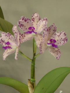 世界らん展日本大賞2002 カトレア 原種 Japan Grand Prix