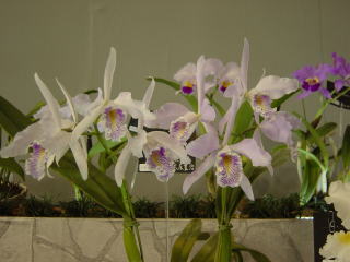 原種　カトレアの世界WORLD CATTLEYA SPECIES 世界らん展日本大賞2002 カトレア 原種 Japan Grand Prix