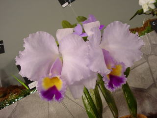 世界らん展日本大賞2003 原種カトレア Japan Grand Prix