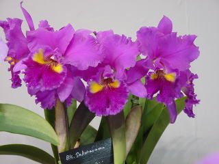 世界らん展日本大賞2003 カトレア 交配種 Japan Grand Prix