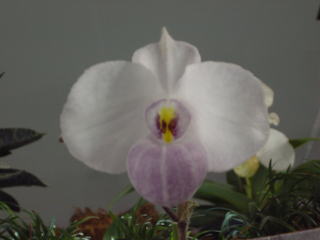パフィオペディラム Paph. Johanna Burkhardt 洋ラン 特価 Paph. Johanna Burkhardt 'Black Diamond x rothschildianum