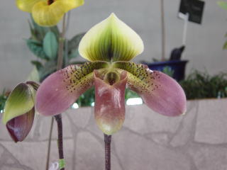 ★洋蘭★原種★Paph. areeanum ★パフィオ アリーアナム★足長兜蘭★山野草★中国原産★ フラスコ苗 Paph fairrieanum ② 最新実生 パフィオ 洋蘭 原種