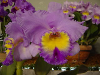 原種　カトレアの世界WORLD CATTLEYA SPECIES 世界らん展日本大賞2003 カトレア 交配種 Japan Grand Prix