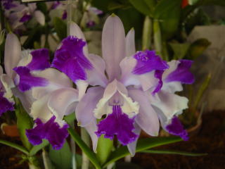 世界らん展日本大賞2003 原種カトレア Japan Grand Prix