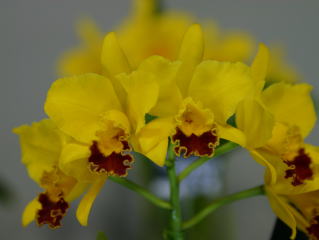 世界らん展日本大賞2004 カトレア交配種 Japan Grand Prix