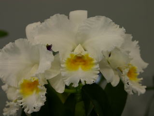 ハイドランジア　カトレア　Seminole Cattleya Seminole - ASAGIDO -Hydrangea Online Store-