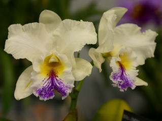 世界らん展日本大賞2004 カトレア交配種 Japan Grand Prix