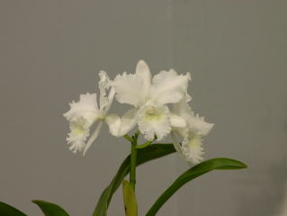Resoll  CATTLEYA（カトレア） 世界らん展日本大賞2004 カトレア交配種 Japan Grand Prix