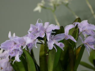 Resoll  CATTLEYA（カトレア） 世界らん展日本大賞2004 カトレア交配種 Japan Grand Prix