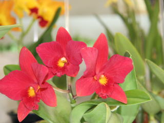 ハイドランジア カトレア SPINGEAR - Hydrangea CATTLEYA