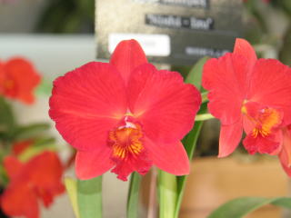 世界らん展日本大賞2005 カトレヤ交配種 ミニとミディ カトレヤ