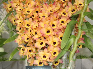 【未使用品】シンガポール $5 Dendrobium Crumenatum 銀貨 未使用品】シンガポール Dendrobium Crumenatum 銀貨 5 Dollars