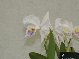 世界らん展日本大賞2006 カトレヤ原種 Japan Grand Prix