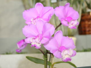 Cattleya 幻想写景 妖 Cattleya 幻想写景 妖 Foxtail-Grass Studio CD
