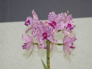 世界らん展日本大賞2006 カトレヤ原種 Japan Grand Prix