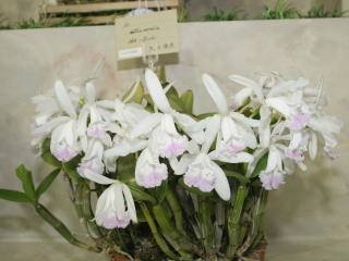 世界らん展日本大賞2007 カトレヤ原種 Japan Grand Prix