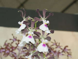 世界らん展日本大賞2007 カトレヤ原種 Japan Grand Prix