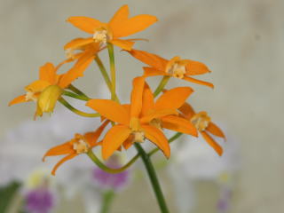 世界らん展日本大賞2007 カトレヤ原種 Japan Grand Prix