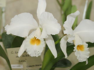 世界らん展日本大賞2007 カトレヤ原種 Japan Grand Prix