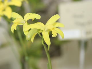 世界らん展日本大賞2007 カトレヤ原種 Japan Grand Prix