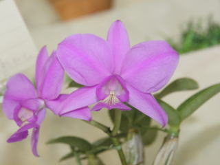 世界らん展日本大賞2007 カトレヤ原種 Japan Grand Prix