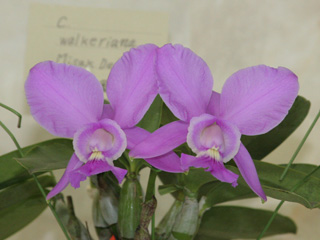 世界らん展日本大賞2007 カトレヤ原種 Japan Grand Prix