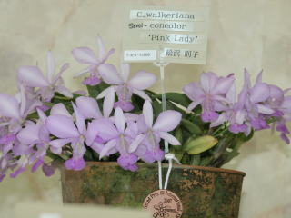 世界らん展日本大賞2007 カトレヤ原種 Japan Grand Prix