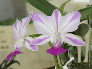 Japan Grand Prix International Orchid and Flower Show