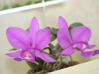 世界らん展日本大賞2007 カトレヤ原種 Japan Grand Prix