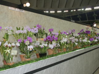 世界らん展日本大賞2007 カトレヤ原種 Japan Grand Prix