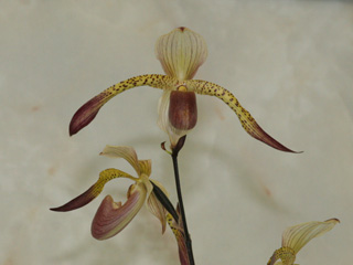 【たかはし様用】WORMED / Planisphaerium philodendron-selloum-427_1.jpg