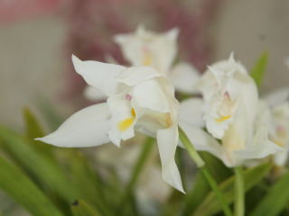 Japan Grand Prix International Orchid Festival at Tokyo Dome