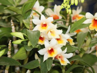 【中古】 Crocus BaudouinDeJaer 登山靴 - 靴工房MAMMA【公式ページ】(Shoemeker MAMMA)