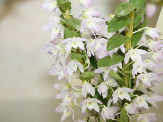 【中古】 ファンタジウムの花園で なずなの不思議な旅/集英社/一色みんと 世界らん展日本大賞2008 デンドロビューム Japan Grand Prix