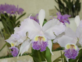 洋蘭 原種 パフィオ TA9111 Paph. hangianum fma. album x self