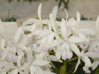 原種　カトレアの世界WORLD CATTLEYA SPECIES 世界らん展日本大賞2008 カトレヤ原種 Japan Grand Prix