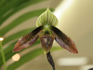第3回 関西らんフェスタ パフィオペディルム 3rd Kansai Orchid